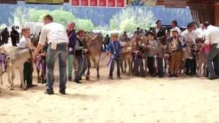 Tirol TV  Braunvieh Ausstellung in Imst [upl. by Gnanmos]