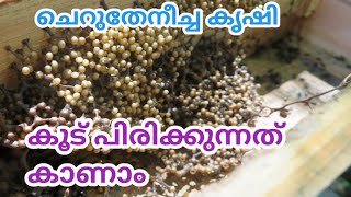 CHERUTHENEECHA KRISHI MALAYALAM  CHERUTHENEECHA  SMALL HONEY BEE FARMING MALAYALAM  STINGLESS BEE [upl. by Arada]