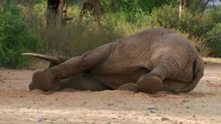 Safely Tranquilising an Elephant  This Wild Life  BBC Earth [upl. by Bryana]