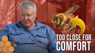 Is it Time to Move to Management Varroa Mite Update  The Bush Bee Man [upl. by Ennayelhsa]