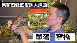 【昆蟲擾西上課了！】呆萌威猛的蛋龜大塊頭 墨蛋＆窄橋 Narrowbridged Musk Turtle [upl. by Ahsrat350]