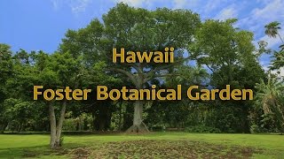 Hawaii Foster Botanical Garden Oahu Hawaii [upl. by Arnaldo]