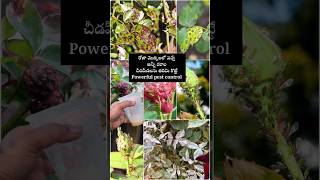 Powerful pest control for any plants youtubeshorts shorts viralvideo [upl. by Huntingdon]