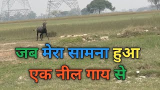 Nilgai ll Nilgai Kaisi Hoti Hai ll नील गाय ।। नील गाय कैसी होती है🔥vlog [upl. by Sakhuja178]