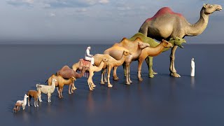 Camel size comparison animation animals [upl. by Ailhad888]