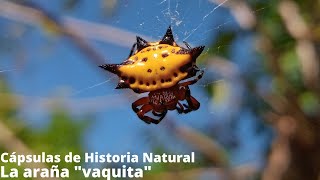 La araña quotvaquitaquot Cápsulas de Historia Natural [upl. by Daniel]