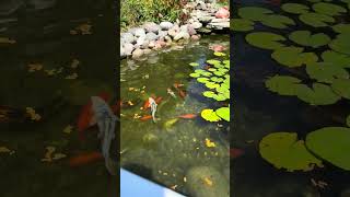 My KOI pond  2 waterfalls very peaceful and relaxing mentalhealthawareness [upl. by Eleanor496]