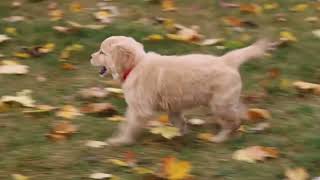 Golden Retriever Puppy For Sale [upl. by Photima139]