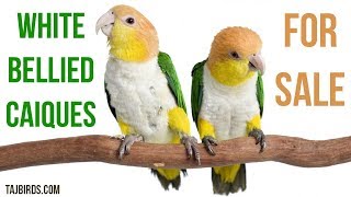 White Bellied Caiques Breeding Pair  Beautiful Parrot  Birds Market [upl. by Eusebio]