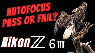 Nikon Z6 III  BIF Autofocus Pass or Fail Field Tested vs Z9 Animal and Bird Modes [upl. by Xavler272]