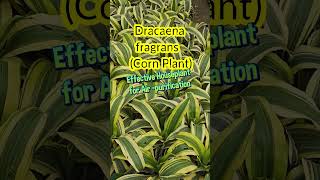 Dracaena fragrans Corn Plant garden airpurifyingindoor houseplant ornamental shorts [upl. by Animrelliug449]