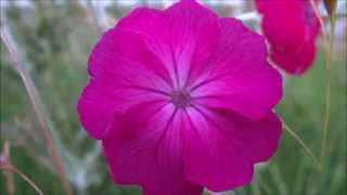 Rose campion Silene coronaria  Dusty Miller  20130703 [upl. by Iorgo]