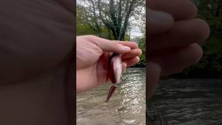 Hucho Fishing fishing spinningrod chubfishing carpfishing spin carp spining fish subscribe [upl. by Portugal910]