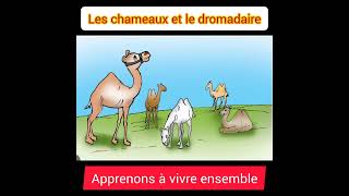 Les chameaux et le dromadaire5ème année primairemodule 2 [upl. by Neetsirk]