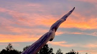 Teaching Wood to Bend Tillering an Ironwood Bow [upl. by Ynohtnaed]