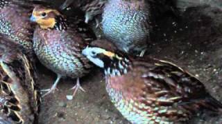 Bobwhite Quail 2 year old part 2 [upl. by Nolos]