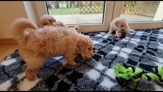 Süße Goldendoodle WelpenZüchterin zeigt 5Wojunge Doodle Babys beim Spielenim Welpenzimmer Futter [upl. by Ahsaten]