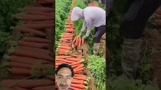 Cara Memanen Wortel berkebun sayuran [upl. by Kynthia244]