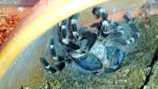 a geniculata molting 1 HD [upl. by Yna283]