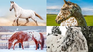 The Appaloosa Horse A Spotted Legend of Beauty and Strength [upl. by Krigsman511]