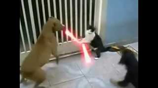 Jedi Cat with lightsabers  Fights off Dogs [upl. by Juana826]