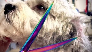 Grooming a ShihPoo named Chaplin Full Video [upl. by Nason829]