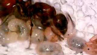 Manica rubida timelapse test  Tending Brood Egg Laying [upl. by Dodi]