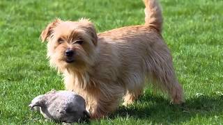 Cute Pictures Of Dog Terrier Norfolk  Picture Ideas Of Dog Breeds [upl. by Arema870]