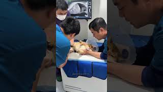 Taking a cat to the doctor 👨‍⚕️ cats funncats funnyanimal [upl. by Ttayh611]