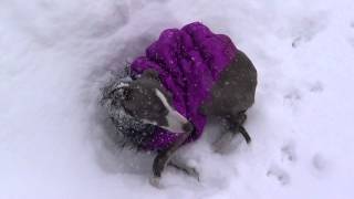 Italian Greyhounds  Potty time in the SNOW [upl. by Verina627]