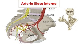 Arteria iliaca interna irrigación de la pelvis  parte 1 [upl. by Alveta]