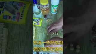 the method of hooking grass carp common carp black carp with tender corn 1 fishing carp bag [upl. by Ahsiek250]