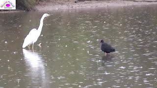 Under heavy rain Swamphen repelling Egret from fishing territory [upl. by Inavoy962]