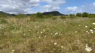 RELAJACION EN EL CAMPO CON LAS FLORES AL VIENTO [upl. by Aziaf]