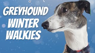 Greyhound Winter Walkies [upl. by Ailbert]