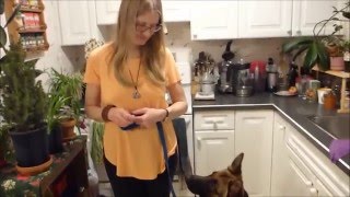 GERMAN SHEPHERD TRAINING TIPS AND HIKE [upl. by Ahsyle603]