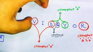 Absorption spectra of chlorophyll and carotenoids [upl. by Viccora888]