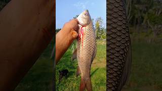 বিশাল বড় রুইমাছ hookfishing amazinghookfishing fishingtechniques fishingmethods besthookfi [upl. by Celka]