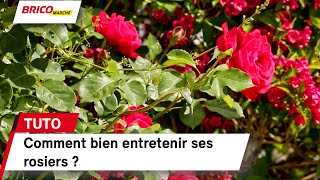 Comment bien entretenir ses rosiers   Bricomarché [upl. by Engel]