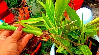 Propagation of Shell Variegated GingerAlpinia Zerumbet Permanent Ornamental plant [upl. by Eelynnhoj351]