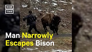 Bison Charges Man for Getting Too Close 😳 [upl. by Avie218]