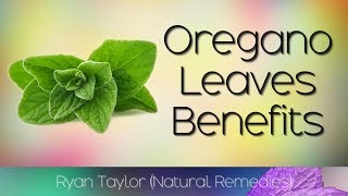 Oregano Leaves Benefits and Uses [upl. by Ragde]