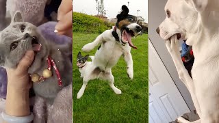 Funniest Cats and Dogs 😂 Ultimate Pet Fails Compilation Part 40 Cant Stop Laughing [upl. by Durrett160]