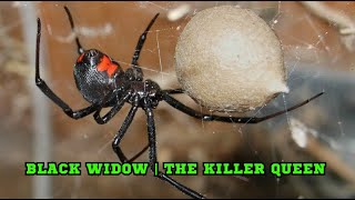 Black Widow  The Killer Queen [upl. by Eelyak]