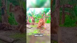 Monkey King’s Banana Heist Goes Wrong shorts viralvideo [upl. by Ferdinande293]