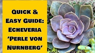 Easy Guide to Echeveria ‘Perle von Nurnberg’ Care Tips and Propagation [upl. by Roselane]