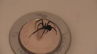 Black Widow Spider  In the Bathtub [upl. by Ades]