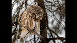 Northern Sawwhet Owl [upl. by Ajet]