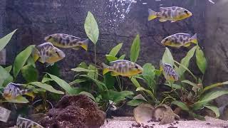 Hos Kungälvs Akvarium Nimbochromis venustus [upl. by Aesoh]