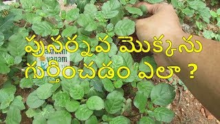 పునర్నవ మొక్కను గుర్తించడం ఎలా   how to recognise Punarnava plant  Prakruthivanamlife tv [upl. by Maller]